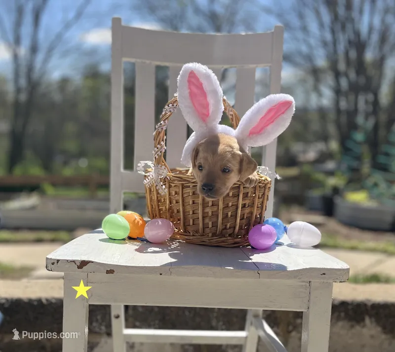 Blossom – Labrador Retriever puppy for sale in Maryville, TN