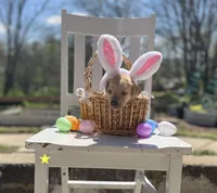 Blossom, a female Labrador Retriever for sale in Maryville, TN – Photo 1 of 4