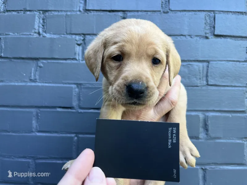 Wrangler – Labrador Retriever puppy for sale in Maryville, TN