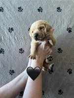 Wrangler, a male Labrador Retriever for sale in Maryville, TN – Photo 3 of 3