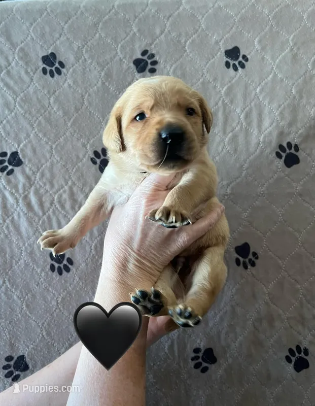 Wrangler – Labrador Retriever puppy for sale in Maryville, TN