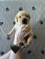 Wrangler, a male Labrador Retriever for sale in Maryville, TN – Photo 1 of 3