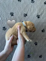 Thunder, a male Labrador Retriever for sale in Maryville, TN – Photo 2 of 2