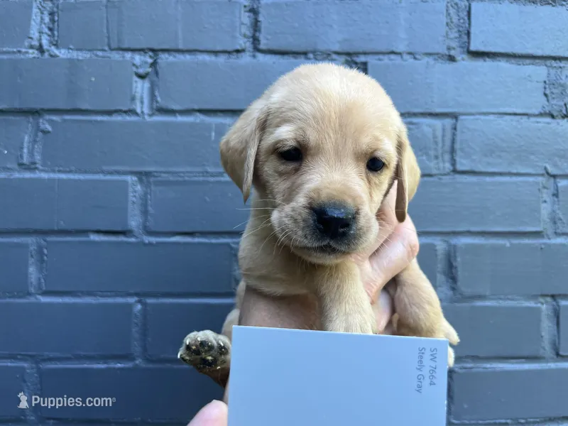 Thunder – Labrador Retriever puppy for sale in Maryville, TN