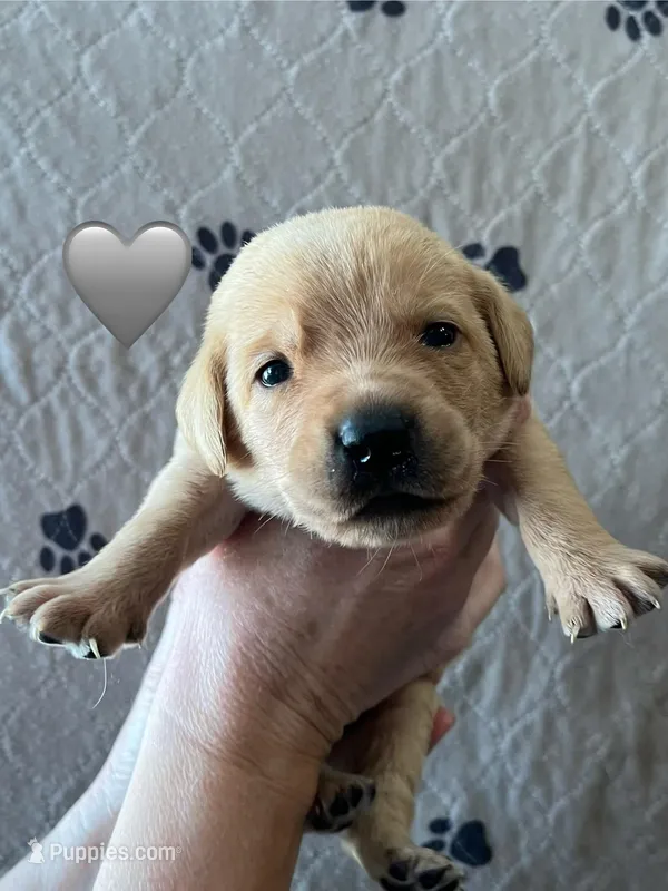 Thunder – Labrador Retriever puppy for sale in Maryville, TN