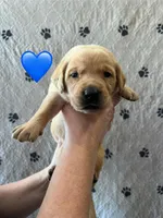 River, a male Labrador Retriever for sale in Maryville, TN – Photo 1 of 2