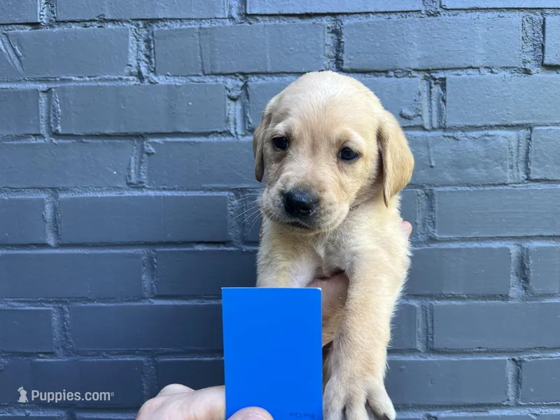 River – Labrador Retriever puppy for sale in Maryville, TN