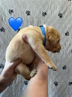 River, a male Labrador Retriever for sale in Maryville, TN – Photo 2 of 2