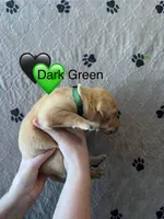 Clover, a male Labrador Retriever for sale in Maryville, TN – Photo 2 of 2