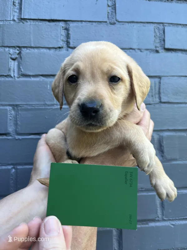 Clover – Labrador Retriever puppy for sale in Maryville, TN