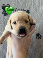 Clover, a male Labrador Retriever for sale in Maryville, TN – Photo 1 of 2