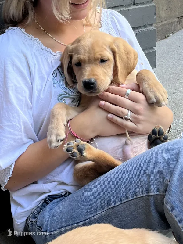 Blossom – Labrador Retriever puppy for sale in Maryville, TN