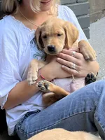 Blossom, a female Labrador Retriever for sale in Maryville, TN – 1 of 6