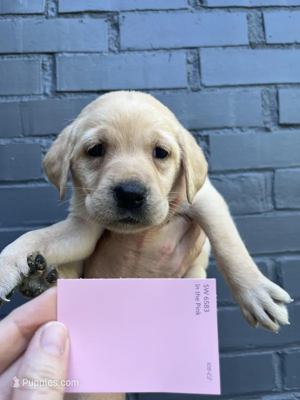 Poppy – Labrador Retriever puppy for sale in Maryville, TN