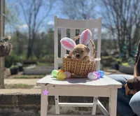 Poppy, a female Labrador Retriever for sale in Maryville, TN – Photo 1 of 4