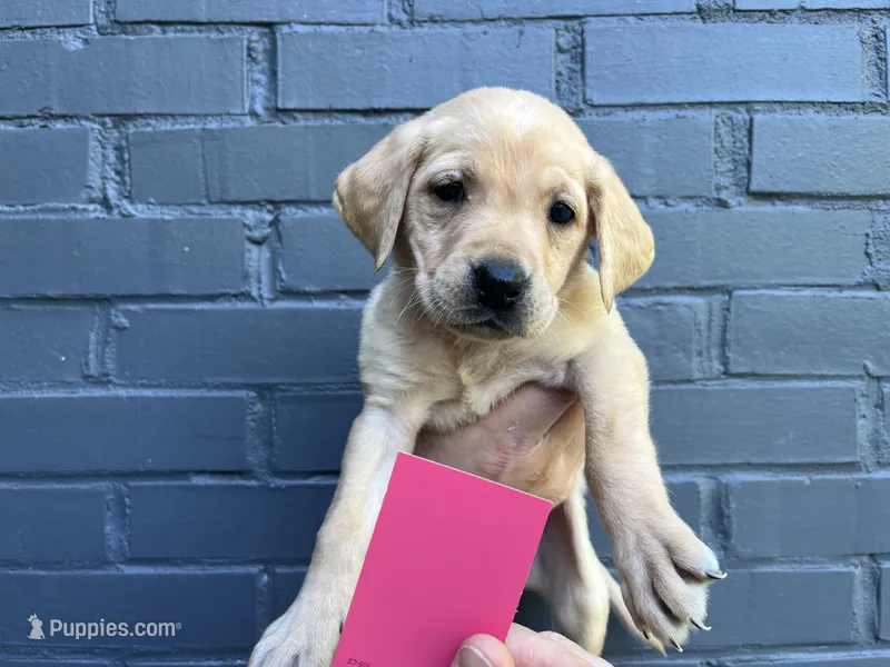 Tulip – Labrador Retriever puppy for sale in Maryville, TN