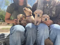 Tulip, a female Labrador Retriever for sale in Maryville, TN – Photo 5 of 5
