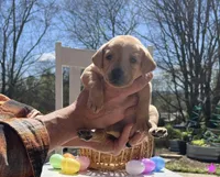 Tulip, a female Labrador Retriever for sale in Maryville, TN – Photo 2 of 5