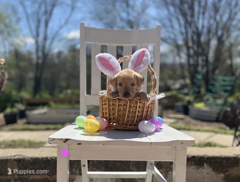 Tulip – Labrador Retriever puppy for sale in Maryville, TN