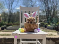 Tulip, a female Labrador Retriever for sale in Maryville, TN – Photo 1 of 5