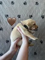 Ranger, a male Labrador Retriever for sale in Maryville, TN – Photo 2 of 2