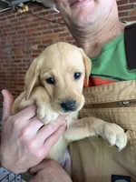 Ranger, a male Labrador Retriever for sale in Maryville, TN – 7 of 9