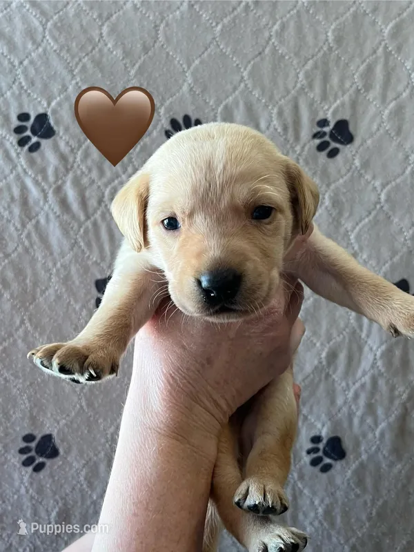 Ranger – Labrador Retriever puppy for sale in Maryville, TN