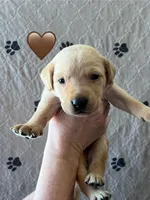 Ranger, a male Labrador Retriever for sale in Maryville, TN – Photo 1 of 2