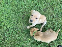Ranger, a male Labrador Retriever for sale in Maryville, TN – 6 of 9
