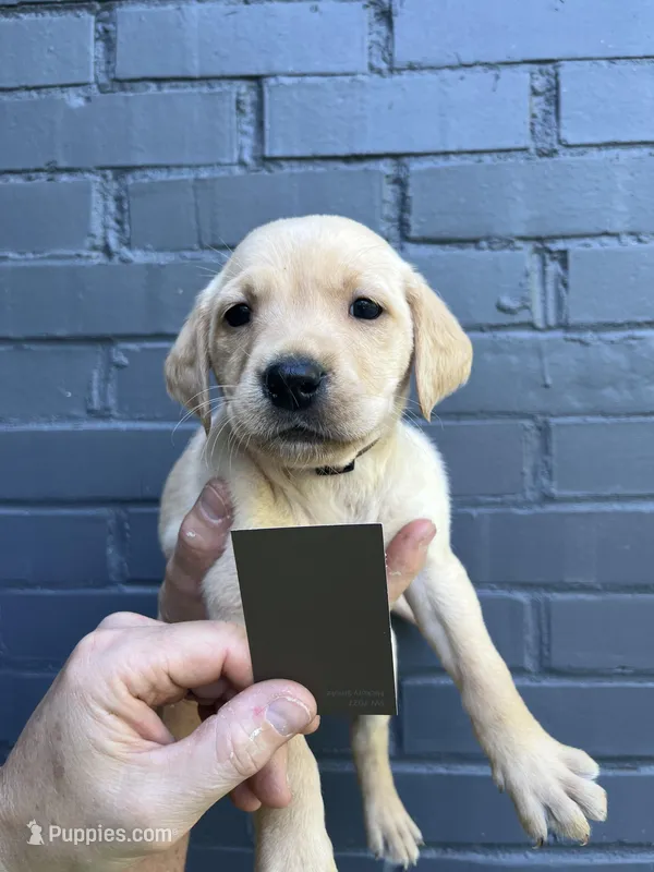 Ranger – Labrador Retriever puppy for sale in Maryville, TN