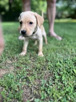 Ranger, a male Labrador Retriever for sale in Maryville, TN – 4 of 9