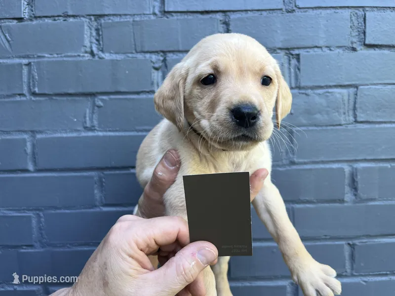 Ranger – Labrador Retriever puppy for sale in Maryville, TN