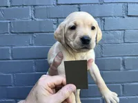 Ranger, a male Labrador Retriever for sale in Maryville, TN – 1 of 9