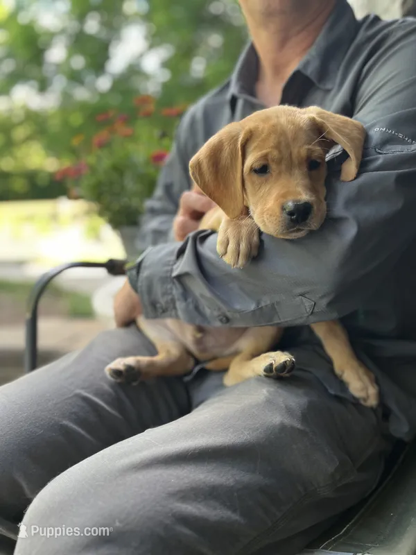 Oakley – Labrador Retriever puppy for sale in Maryville, TN