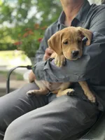 Oakley, a male Labrador Retriever for sale in Maryville, TN – 1 of 10