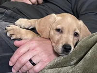 Ranger, a male Labrador Retriever for sale in Maryville, TN – 2 of 9