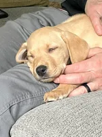 Ranger, a male Labrador Retriever for sale in Maryville, TN – 3 of 9