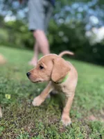Oakley, a male Labrador Retriever for sale in Maryville, TN – 2 of 10