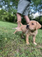 Oakley, a male Labrador Retriever for sale in Maryville, TN – 4 of 10