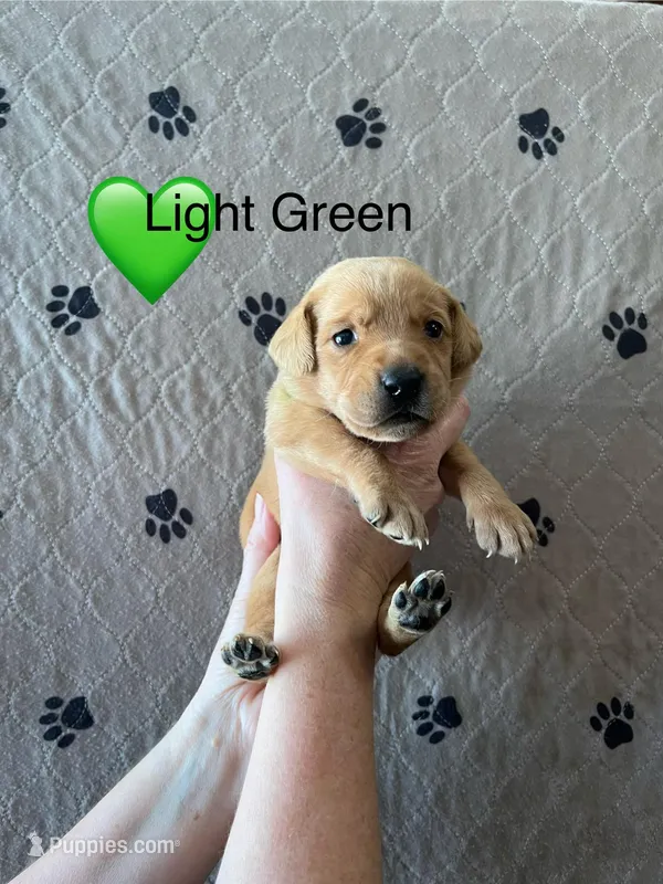 Oakley – Labrador Retriever puppy for sale in Maryville, TN