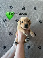 Oakley, a male Labrador Retriever for sale in Maryville, TN – Photo 1 of 3