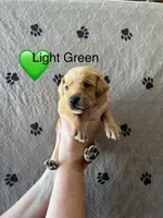 Oakley, a male Labrador Retriever for sale in Maryville, TN – Photo 2 of 3