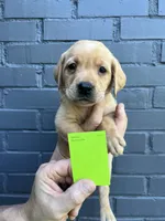 Oakley, a male Labrador Retriever for sale in Maryville, TN – 8 of 10