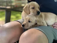 Oakley, a male Labrador Retriever for sale in Maryville, TN – 10 of 10