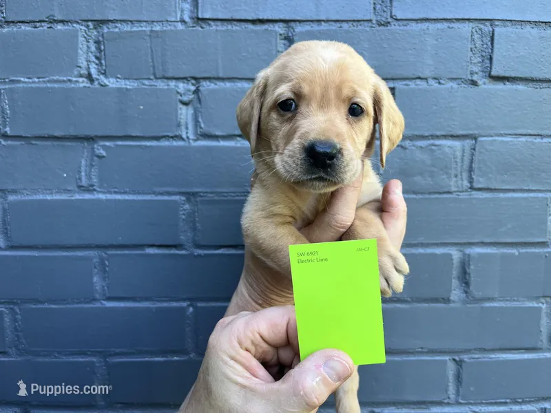 Oakley – Labrador Retriever puppy for sale in Maryville, TN