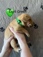 Oakley, a male Labrador Retriever for sale in Maryville, TN – Photo 3 of 3