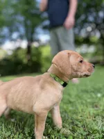 Oakley, a male Labrador Retriever for sale in Maryville, TN – 3 of 10