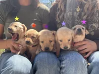 Lavender, a female Labrador Retriever for sale in Maryville, TN – Photo 3 of 4