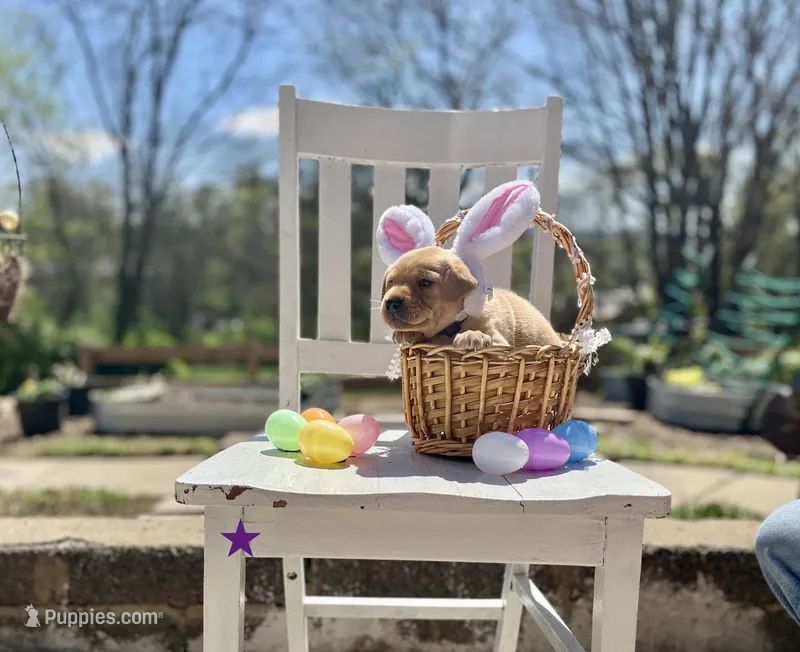 Lavender – Labrador Retriever puppy for sale in Maryville, TN