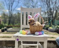 Lavender, a female Labrador Retriever for sale in Maryville, TN – Photo 1 of 4